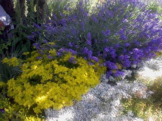 Lavender and Sedums under Cherry Tree photo July8th_LavenderSedums-1.jpg
